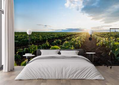 Soybean field ripening at spring season, agricultural landscape Wall mural