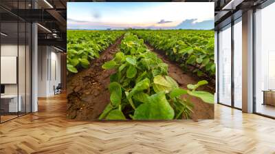 Soybean field ripening at spring season, agricultural landscape Wall mural