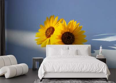 Two sunflowers in the sunny ambience. Light blue background with shadow. Wall mural