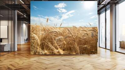 Weath cereal field in Serbia in the summer Wall mural