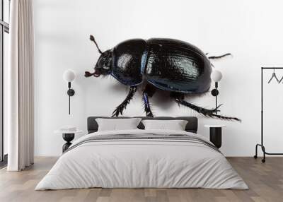 Forest dung beetle on a white background closeup Wall mural