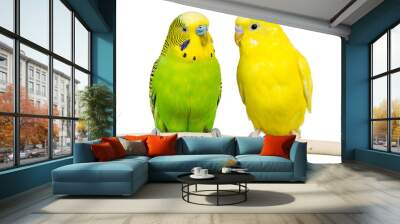 wavy parrots sit together on a white background Isolated Wall mural