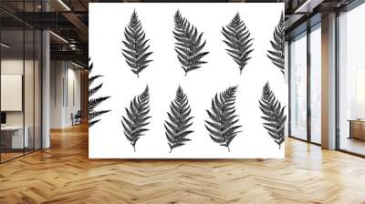 Vector fern silhouette collection on white background. Wall mural