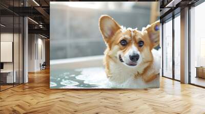 Cute corgi puppy bathes in bubbles at pet grooming salon - advertising banner with free space Wall mural