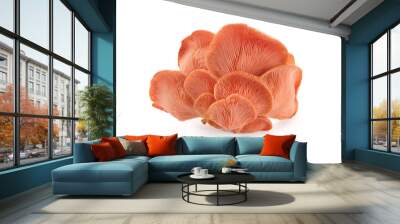 Beautiful Pink Oyster Mushroom on white background Wall mural