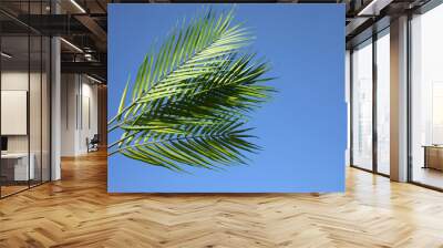 Palm sunday concept. Palm Leaf om blue sky background. Celebration entrance of Jesus into Jerusalem. Wall mural