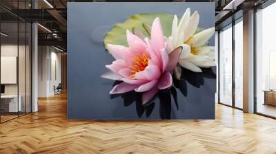 Pink and white lotus blossoms or water lily flowers blooming on pond Wall mural