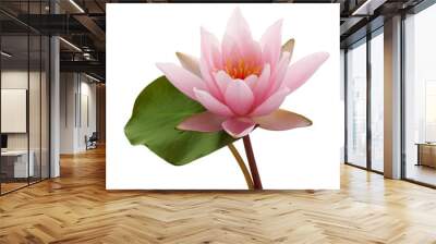 Pink lotus flower or water lily with green leaf isolated on white background Wall mural