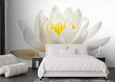 White water lily or lotus isolated on white background Wall mural