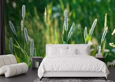 Real photograph of timothy grass, aka Phleum pratense L. hay, that is a very common weed, growing on a sunny meadow photo Wall mural