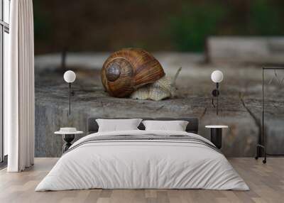 snail on the wood Wall mural