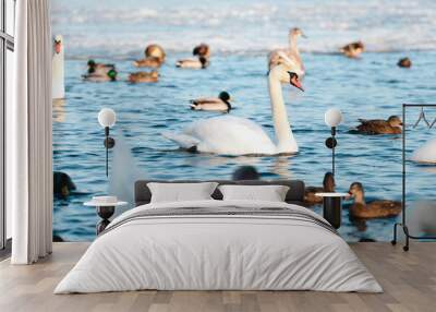 Wild swans spend the winter on the river in a big city. Wall mural