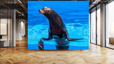 Nice Sealion 2. Wall mural