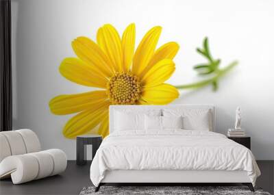 yellow daisy flower isolated on white background Wall mural