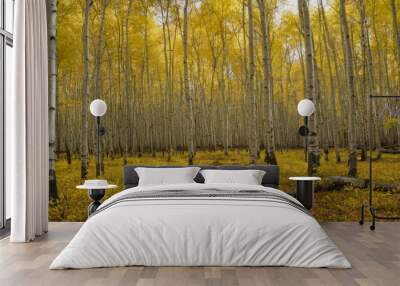 Forest of Golden Aspens Wall mural