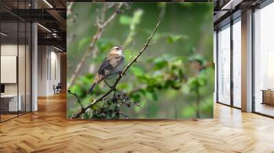 Sedge warbler, Acrocephalus schoenobaenus, perched in a tree Wall mural