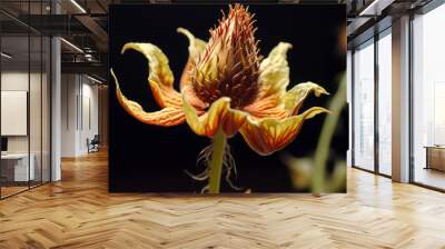 Time-lapse of a flower growing from seed to bloom. Wall mural