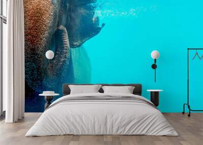 Wild elephant swimming in the water, Close up with place your text Wall mural