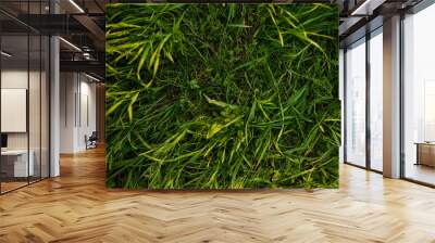 a close horizontal photo of the texture of high summer grass of rich green color taken from above Wall mural