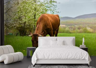 a horned cow grazes in a meadow on a cloudy day Wall mural