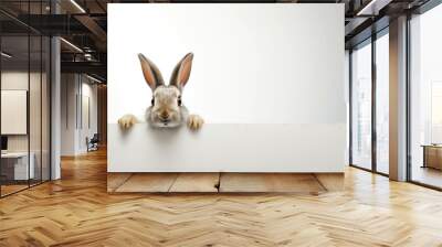 Mammal furry background white easter hare animal rabbit bunny background young cute isolated Wall mural