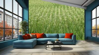 Green Rice Fields, Tropical Country, Pandeglang, Banten, Indonesia 2 Wall mural