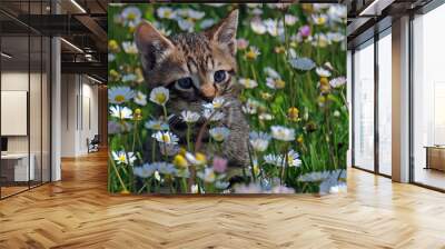 Little kitten among wild daisies Wall mural