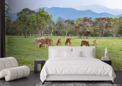 Group of young cows eating grass on a farm with trees and mountains in the background Wall mural