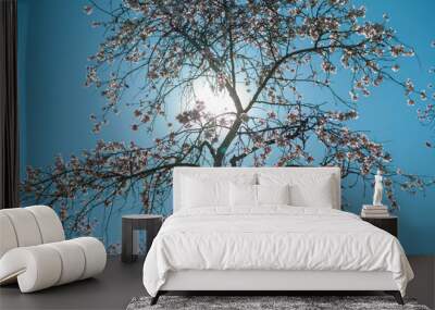 Backlit cherry blossom tree with a blue sky and no clouds Wall mural