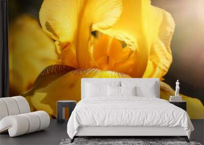 beautiful yellow bright iris macro Wall mural