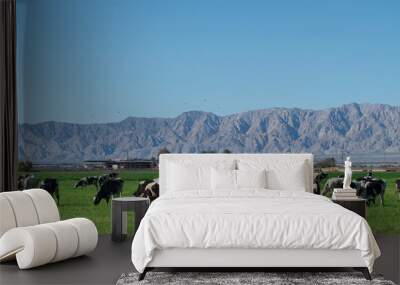 Farming in Baja California state, Mexico, city of Mexicali landscape with the mountain at the background  Wall mural