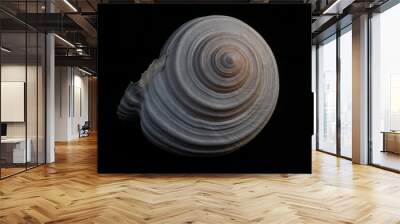 low key light sea snail on a black background, still life photography Wall mural