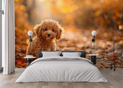 Poodle puppy in a forest in autumn Wall mural