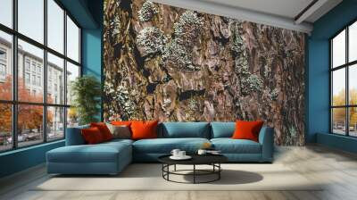 The texture of the pine tree. Wall mural