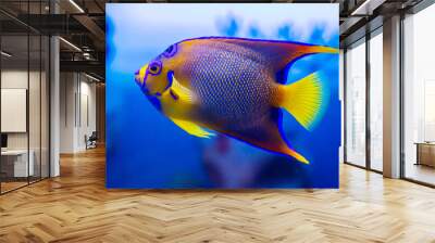 Angel fish-royal isabelita (Latin Paracanthurus hepatus) of bright blue yellow color against the background of the seabed. Marine life, exotic fish, subtropics. Wall mural