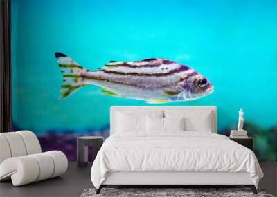 The three-striped Therapon fish (Latin Therapon jarbua) is silver in color with black stripes on a dark background of the seabed. Marine life, fish, subtropics. Wall mural