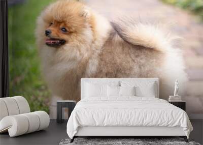 Beautiful orange dog - pomeranian Spitz. Puppy pomeranian dog cute pet happy smile playing in nature Wall mural