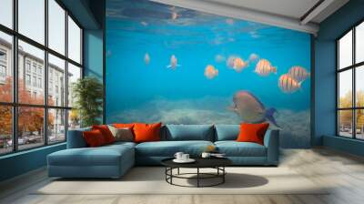 Beautiful tropical underwater world with fish and rocks. Hawaiian reef Wall mural