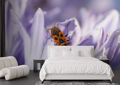 beetle soldier on a violet flower Wall mural