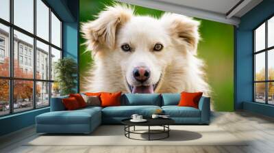 maremma sheepdog Australian  mountain portrait kokoni Aidi domestic atlas mountain dog white fur fluffy cute shepherd Closeup portrait enjoying outdoors beautiful day green  tongue out domestic bound  Wall mural