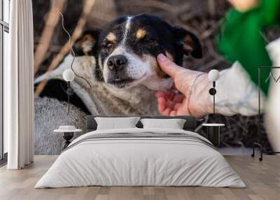 woman Hand touch the dog 's head . To show love, Friendship between girl and dog. Wall mural