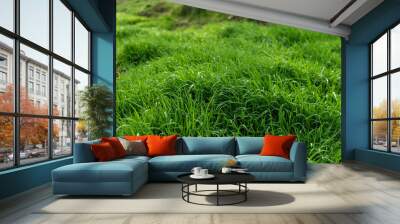 Young acorus - cattail bush, background or texture, spring,  water, marsh, Elytrigia. Herbaceous background of juicy high green couch grass close-up. Wall mural