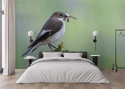 Pied FlyCatcher with Moth Wall mural