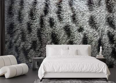 close up of tabby cat fur texture Wall mural