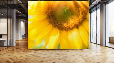 Close up of  beautiful sunflowers with sunbeam, outdoor nature background Wall mural