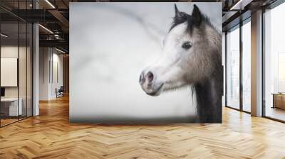 Portrait of a arabian horse head with a white muzzle at outdoor nature background, banner Wall mural