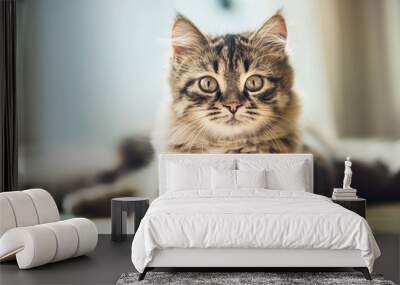 Portrait of a fluffy Siberian kitten with a beautiful fur coat on the floor at window, looking at camera Wall mural