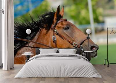 head of a horse galloping on the green background of a field. Equestrian race Wall mural