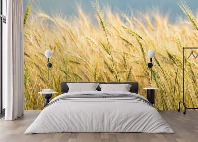 Summer wheat field almost ready for harvest, with some ears of wheat still green. Agriculture concept Wall mural