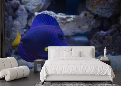 Purple tang marine fish Wall mural